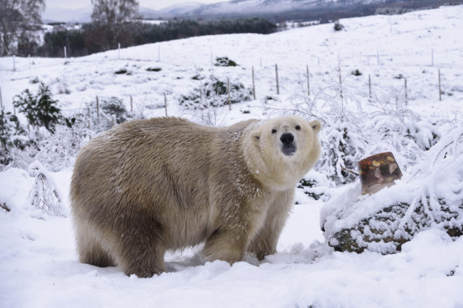 Polar Bear at the Highland Wildlife Park