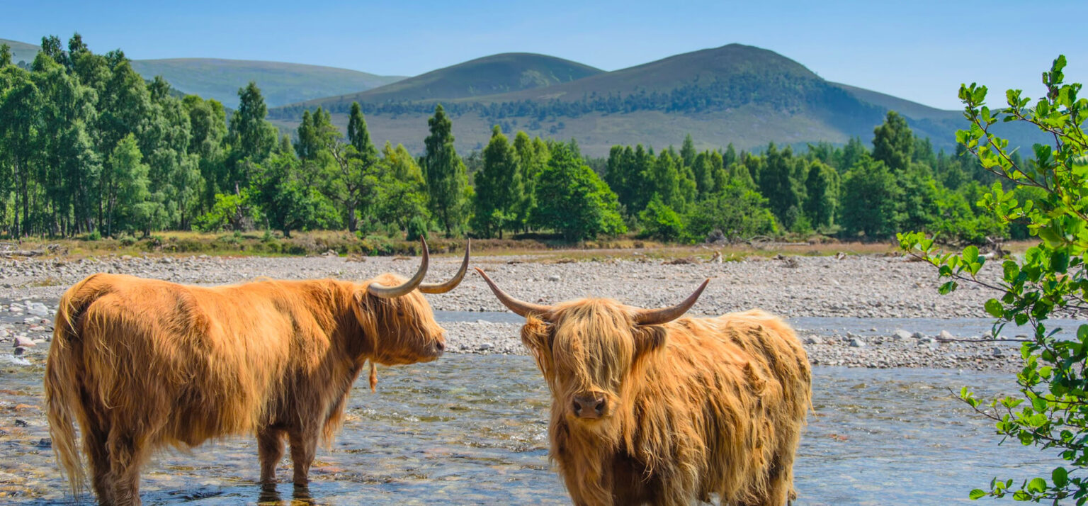 wildlife-in-the-cairngorms-national-park