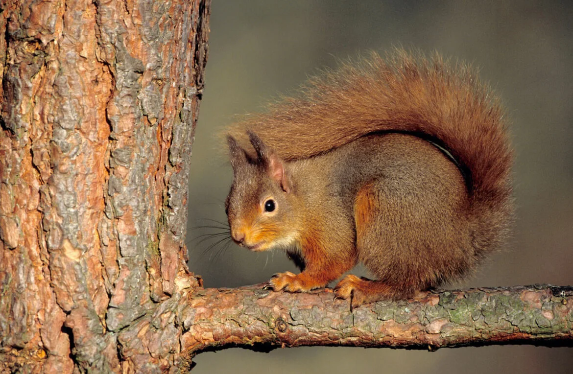 wildlife safari cairngorms wildlife in the Cairngorms