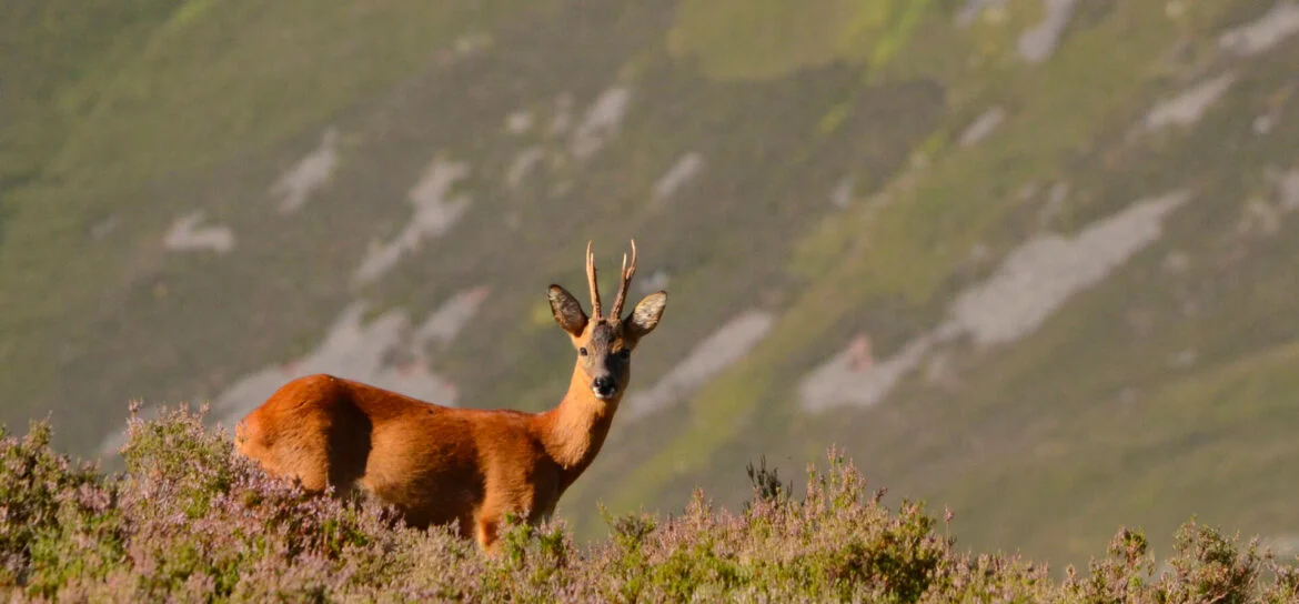 wildlife in the Cairngorms
