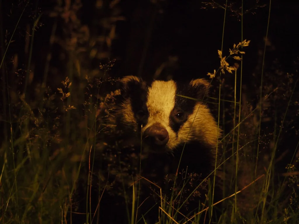 Badger on a night stroll
