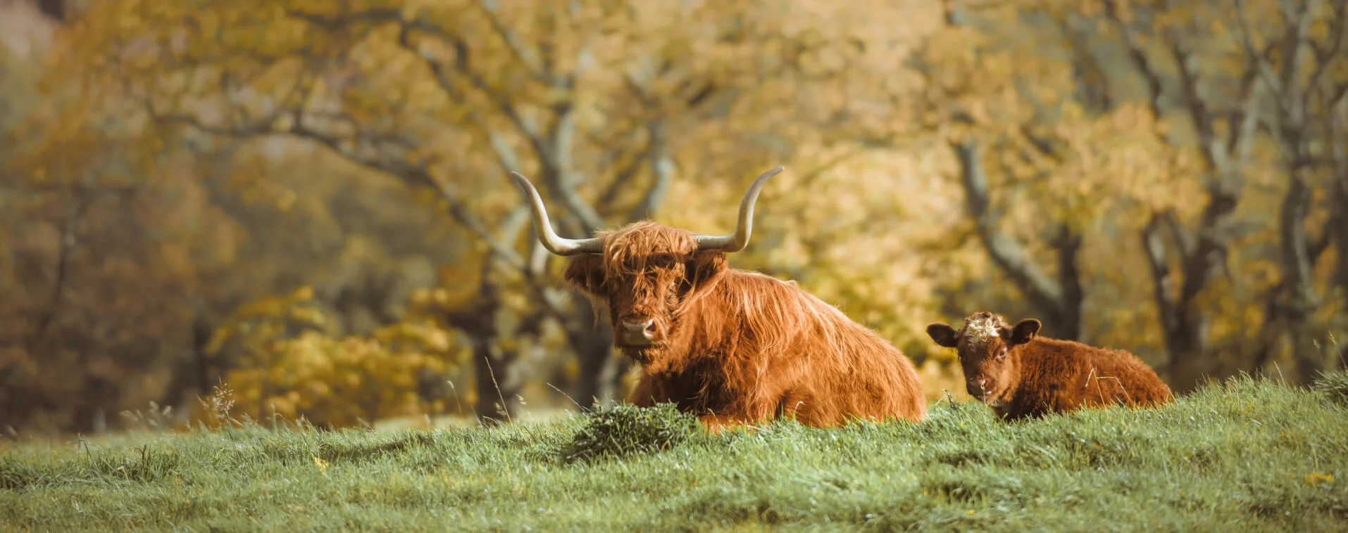 Highland Cow in the Cairngorms