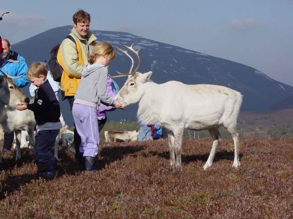 Feeding the Cairngorm Reindeer Herd