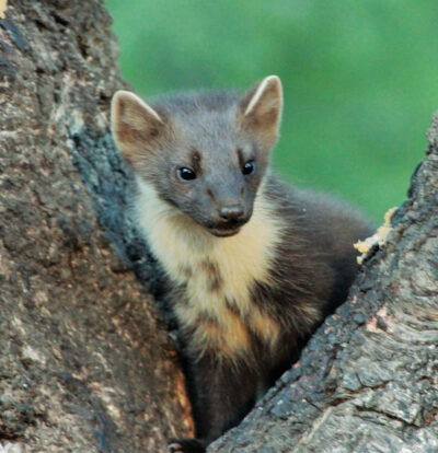 wildlife in the Cairngorms