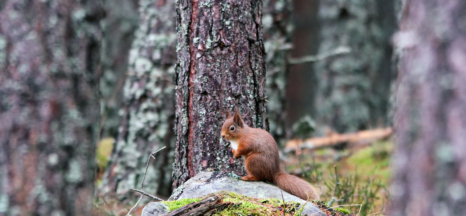 wildlife safari cairngorms wildlife safari cairngorms