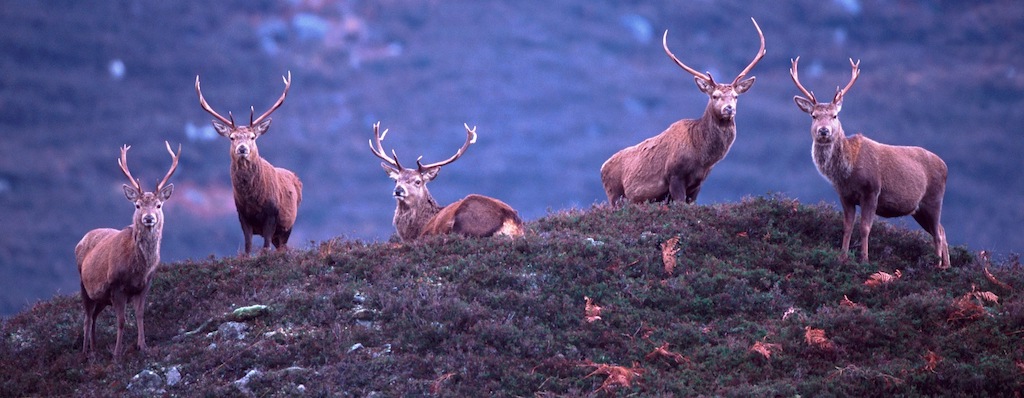 A group of majestic stags mountain side