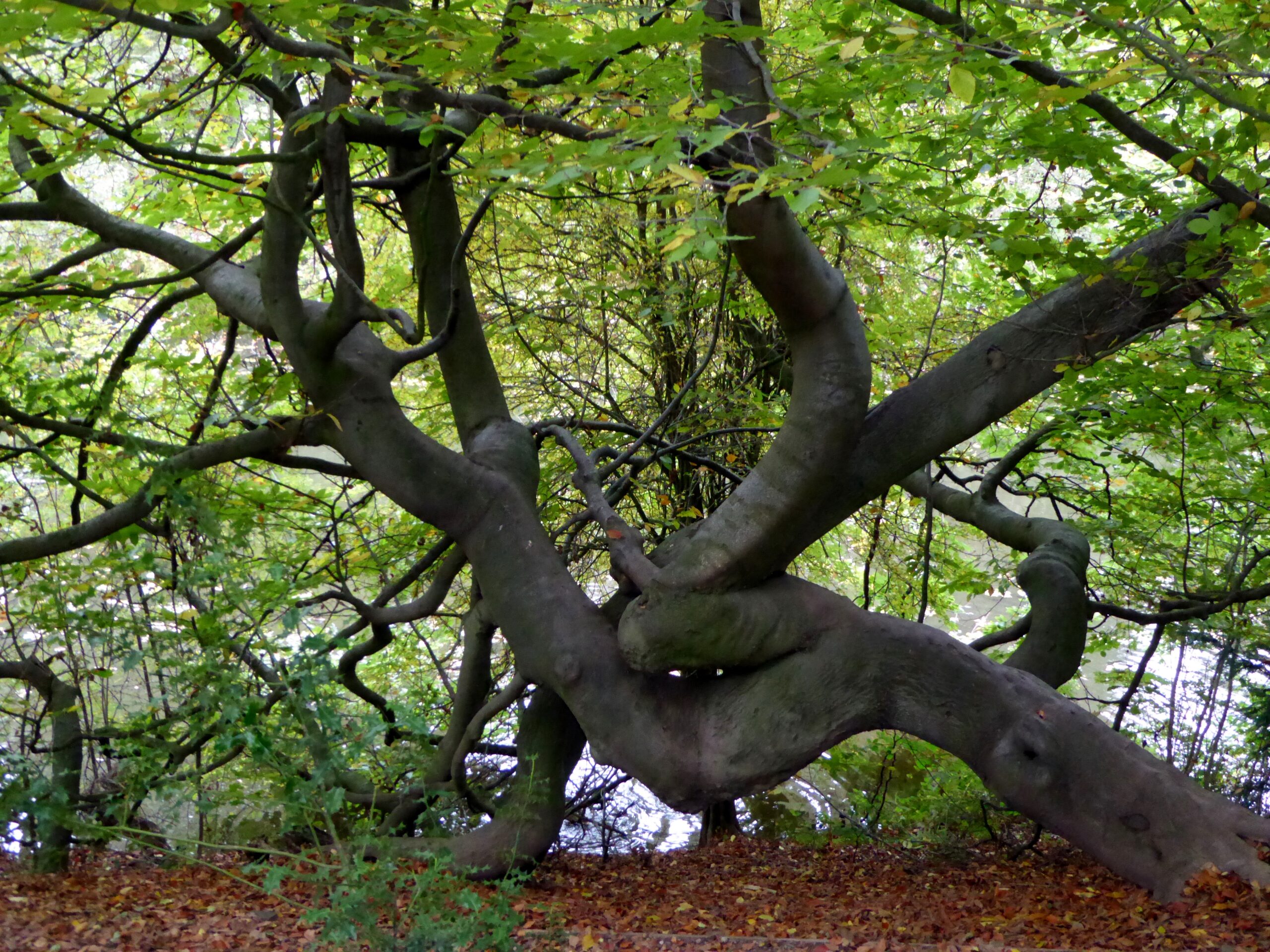 Evening Talk The Aesthetic, Biological and Cultural Value of Trees A