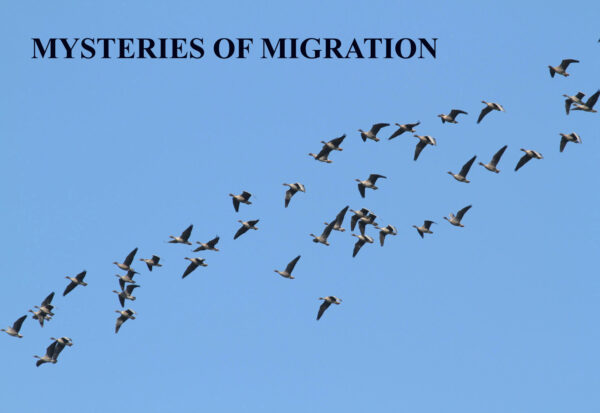 Evening Talk: Mysteries of Migration by Ralph Todd