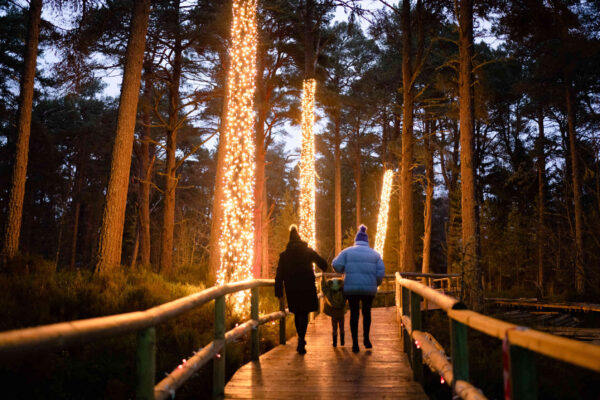 Ancient Forest Twi-LIGHTS