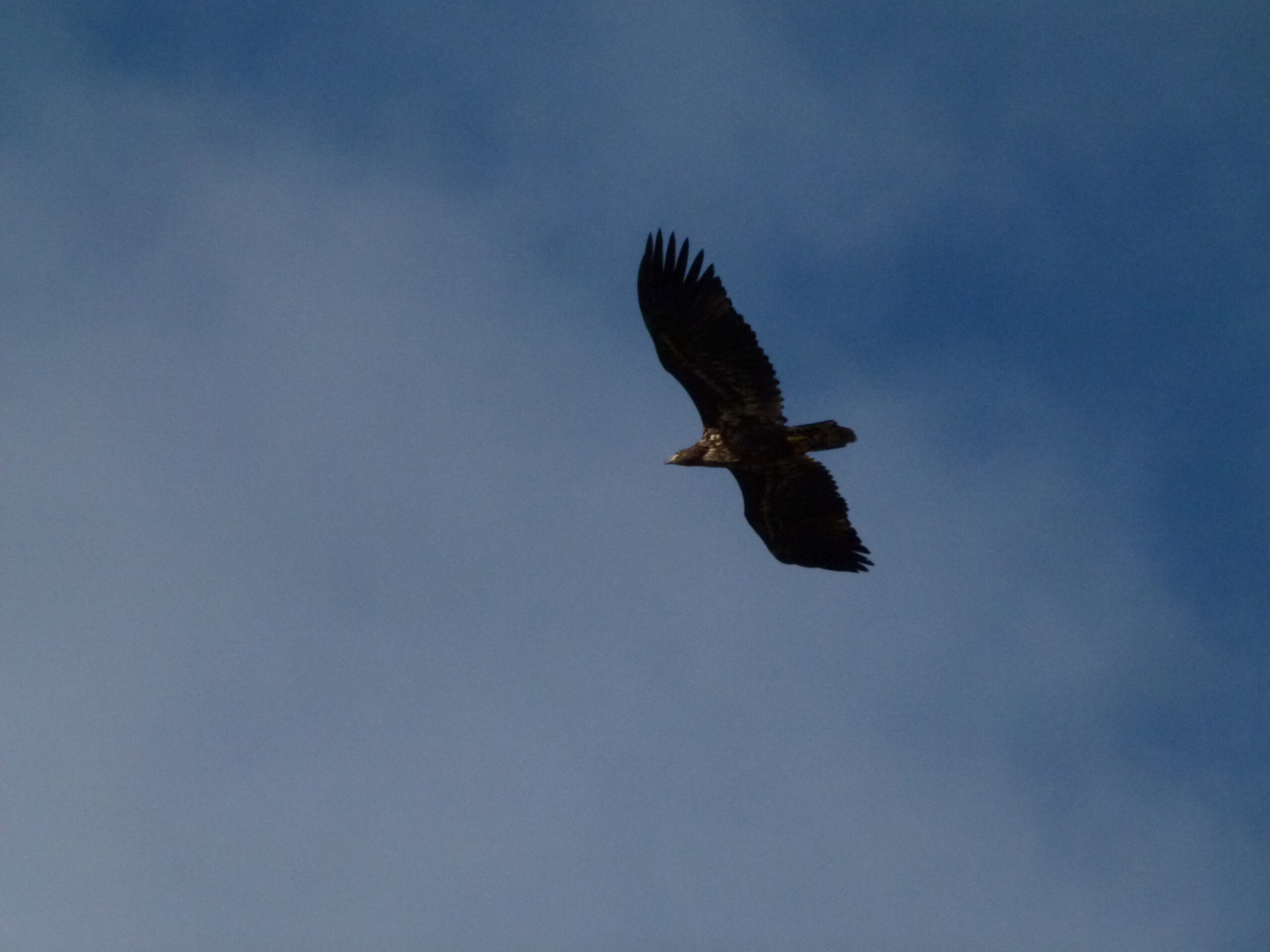 Raptor Identification 2-Day Masterclass - Visit Cairngorms