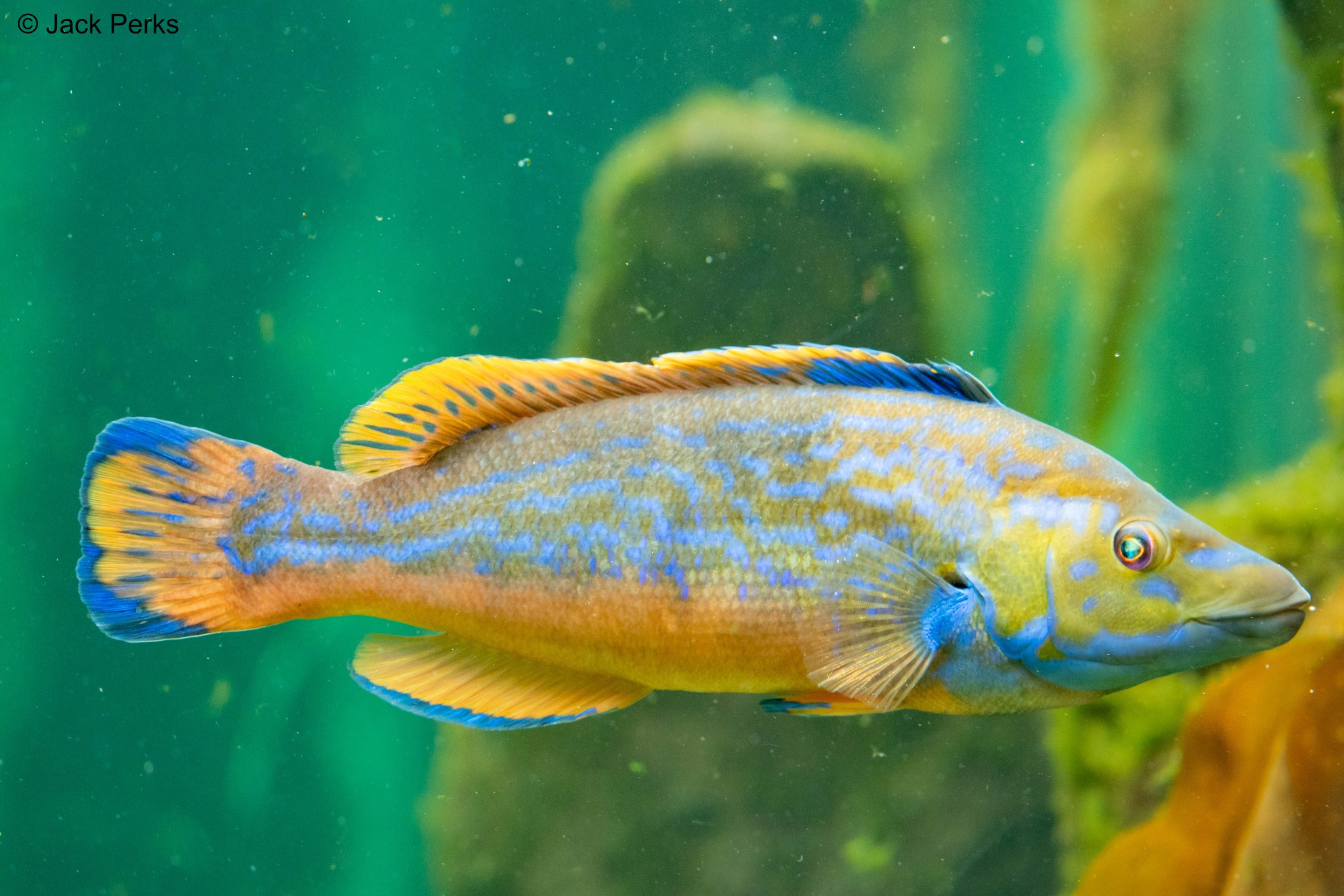 Evening Film Show: Britain's Hidden Fishes by Jack Perks - Visit Cairngorms