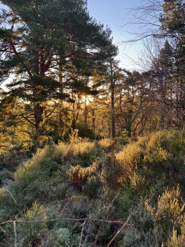 Dawn Chorus at Loch Garten