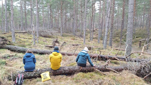 Guided Forest Therapy Experience at Cambus o’May Forest, near Ballater, Aberdeenshire