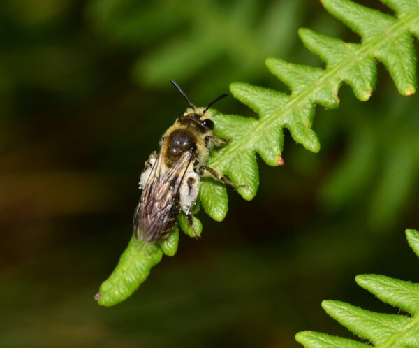 Exploring the world of the Small Scabious Mining Bee