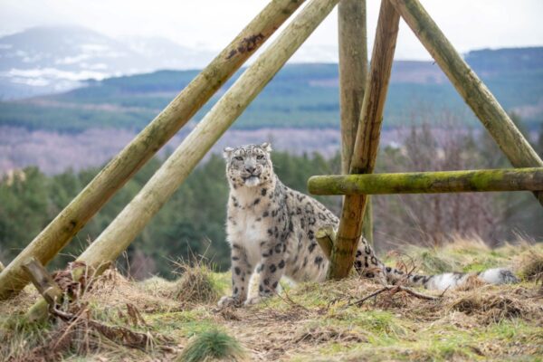 Unravelling the Secrets of the Snow Leopard at Highland Wildife Park