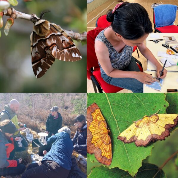 Moths, Metamorphosis, and Art