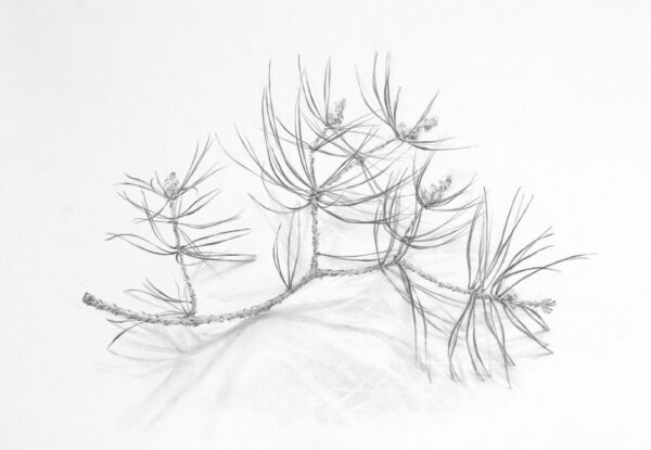 Drawing on Nature