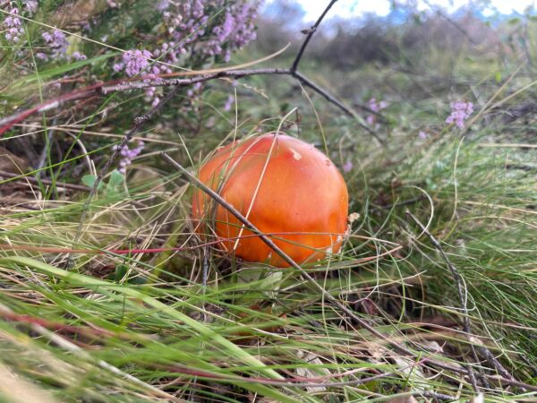 Fungus Foray